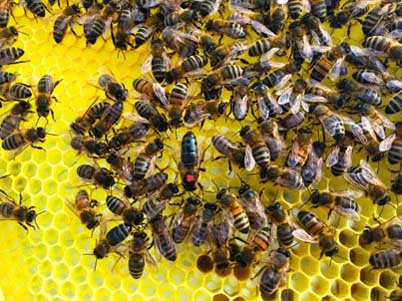 Queen Bee on Comb Essex Honey bees beekeeping