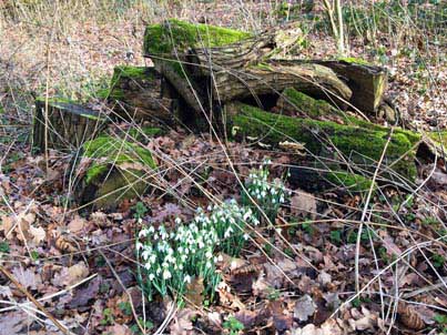 Snowdrops in woods Essex Honey