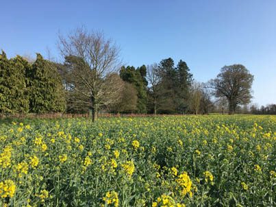 Oil Seed Rape Field Copford Essex Raw honey